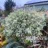 Pittosporum tenuifolium 'Silver Ball' (v)
