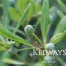 Pittosporum tobira