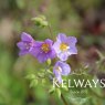 Polemonium 'Lambrook Mauve' (2 litre pot)