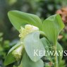 Polygonatum x hybridum