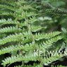 Polystichum setiferum (Divisilobum Group) 'Dahlem'
