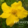 Potentilla fruticosa 'Goldfinger'