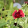 Potentilla thurberi 'Monarch's Velvet'