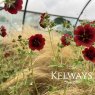 Potentilla thurberi 'Monarch's Velvet'