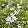 Lobelia pedunculata