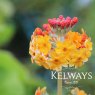 Primula bulleyana (Pf) (3 litre pot)