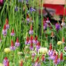 Primula vialii