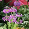 Primula x bulleesiana