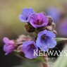 Pulmonaria 'Blue Ensign'
