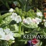 Pulmonaria OPAL ('Ocupol')