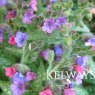 Pulmonaria 'Silver Bouquet' PBR