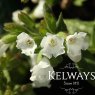 Pulmonaria 'Sissinghurst White'