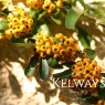 Pyracantha SAPHYR ORANGE ('Cadange') (3 litre pot)