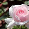 Rosa A Whiter Shade of Pale ('Peafanfare' PBR) (HT)