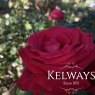 Rosa Alec's Red ('Cored') (HT)