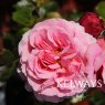 Rosa 'Aloha' (ClHT)
