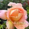 Rosa 'Alpine Sunset' (HT)