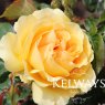 Rosa Amber Queen ('Harroony') (F)