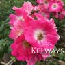 Rosa 'American Pilar' (Ra)