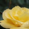 Rosa 'Arthur Bell' (F)