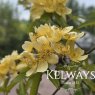 Rosa banksiae 'Lutescens' (Ra)