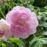 Rosa 'Noisette Carnee' (N)