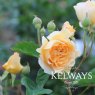 Rosa 'Buff Beauty' (HM)