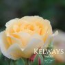 Rosa 'Buff Beauty' (HM)