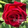 Rosa 'Climbing Etoile de Hollande' (ClHT)