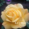 Rosa 'Climbing Arthur Bell' (ClF)