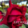 Rosa 'Climbing Ena Harkness' (ClHT)