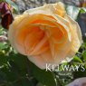 Rosa 'Climbing Lady Hillingdon' (ClT)