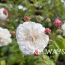 Rosa 'Felicite-Perpetue' (Ra)