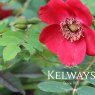 Rosa 'Geranium' (moyesii hybrid) (S)