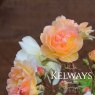 Rosa 'Ghislaine de Feligonde' (HM)
