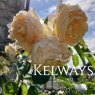 Rosa Ginger Syllabub ('Harjolina' PBR) (ClHT)