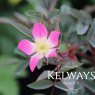 Rosa glauca Pourr. (S)