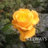 Rosa Golden Wedding ('Arokris') (F)