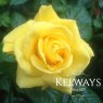 Rosa Golden Wedding ('Arokris') (F)