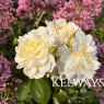 Rosa Imogen ('Austritch') (S)