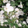 Rosa Kew Gardens ('Ausfence' PBR) (S)