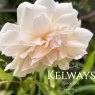 Rosa Lichfield Angel ('Ausrelate' (S)