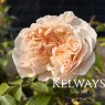 Rosa Lichfield Angel ('Ausrelate' (S)
