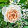 Rosa 'Madame Alfred Carriere' (N0