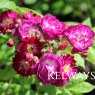 Rosa Perennial Blue ('Mehv9601') (Ra)