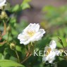 Rosa 'Rambling Rector' (Ra)