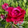 Rosa 'Etendard' (ClHT)