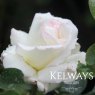 Rosa 'Silver Wedding' (HT)