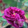 Rosa 'Tuscany Superb' (G)
