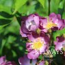 Rosa 'Veilchenblau' (Ra)